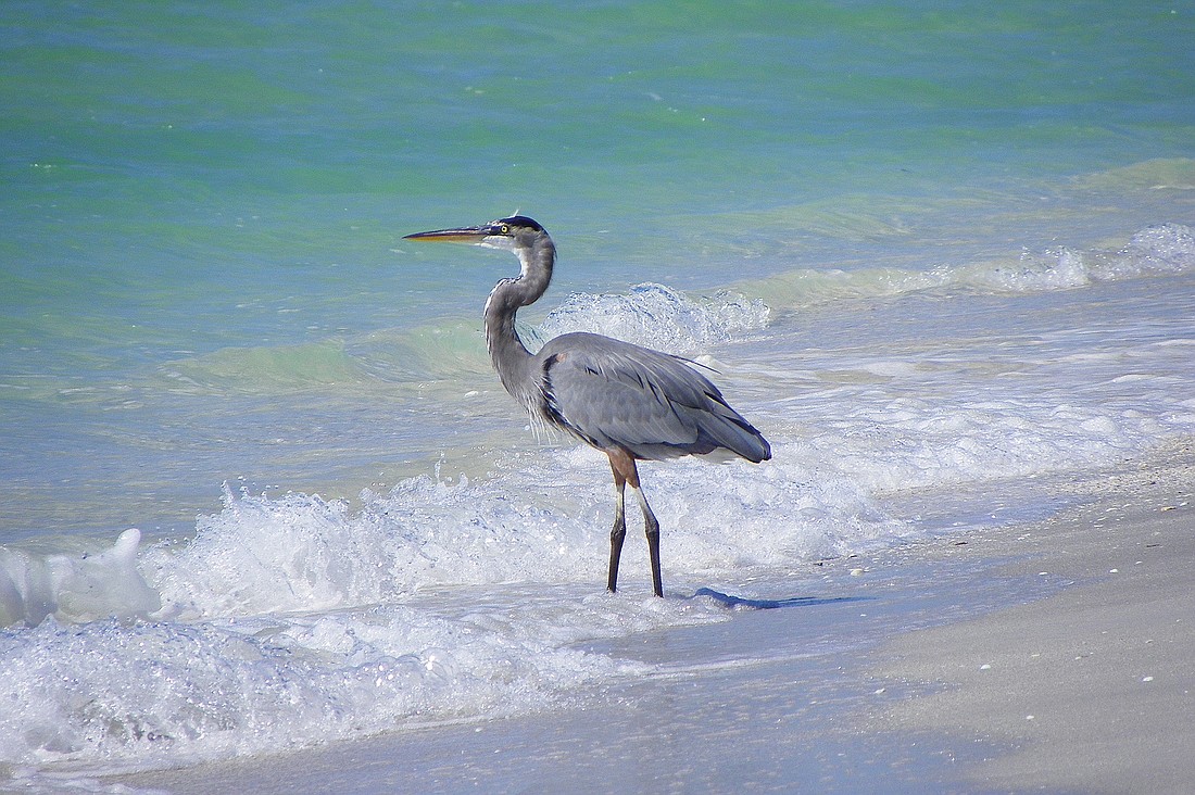 Carolyn Bistline took this photo of a blue heron on the shore of the Gulf of Mexico.