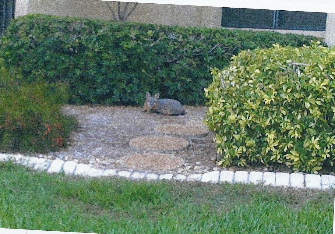"Freddie" the fox curls up for a nap in front of a Gulf & Bay Club condominium. He and his mate have made themselves regular members of the community, residents say. Courtesy of Dee Reinbold.