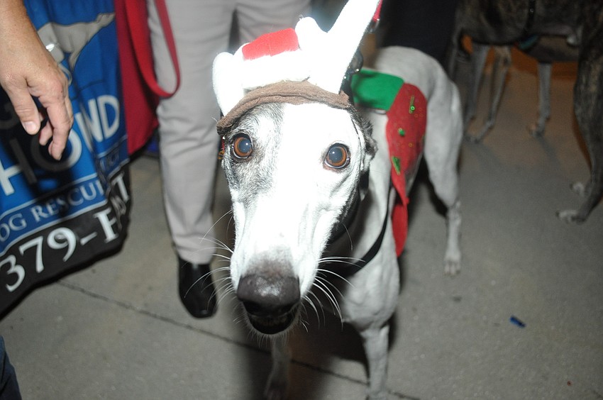 Baby, a donation dog for Racing Dog Rescue Project