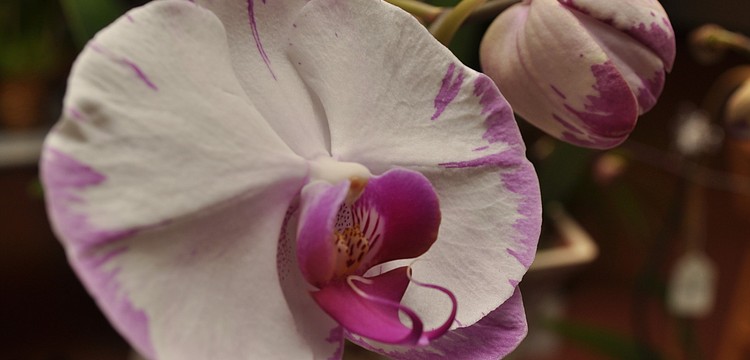 An orchid at Temple Beth Isreal Holiday Happenings Bazaar where "The Orchid Lady" Doris was selling her flowers Sunday, Dec. 4.