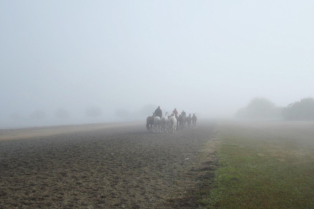 Sylvia McNichol took this photo on a foggy morning at the Sarasota Polo Club.