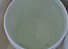 What looks like specks of dirt floating in a bucket of water are actually baby scallops. However, some of the debris on the bottom is actually dirt.