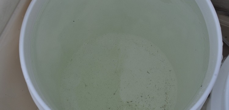 What looks like specks of dirt floating in a bucket of water are actually baby scallops. However, some of the debris on the bottom is actually dirt.