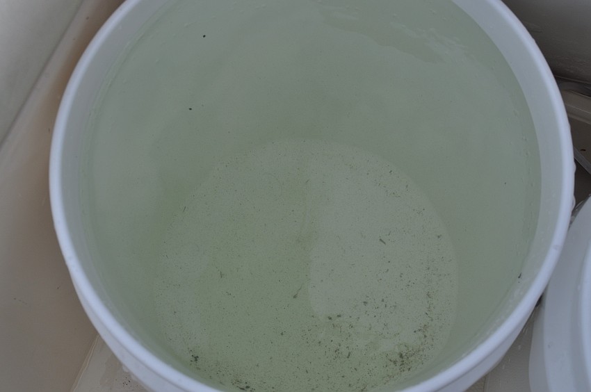 What looks like specks of dirt floating in a bucket of water are actually baby scallops. However, some of the debris on the bottom is actually dirt.