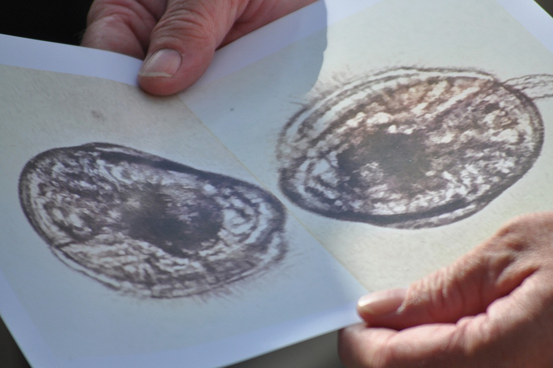 An image of the baby scallops printed from the microscope. The pickle-looking shape from the image on the right is what the scallops use to attach themselves to the sea grass.
