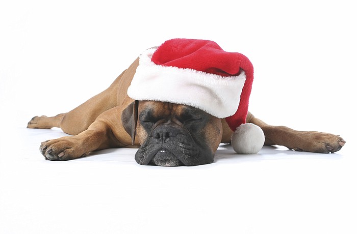 iStock photo, not a dog available for adoption.