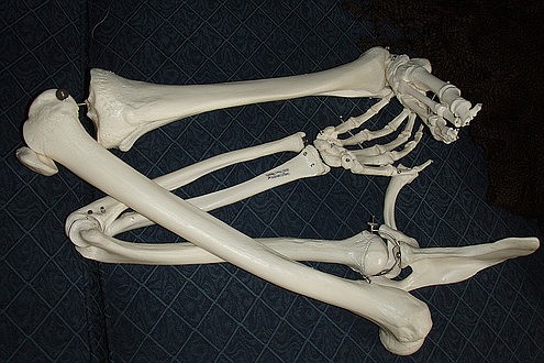 Stock image. Not the bones found along Lena Road.