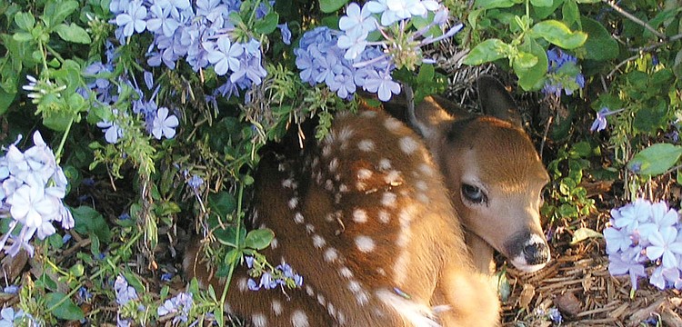 Country Club of Lakewood Ranch residents Bob and Karol Borkowski caught a glimpse of this precious fawn tucked into the base of a blooming plumbago. Published Aug. 25, 2011.