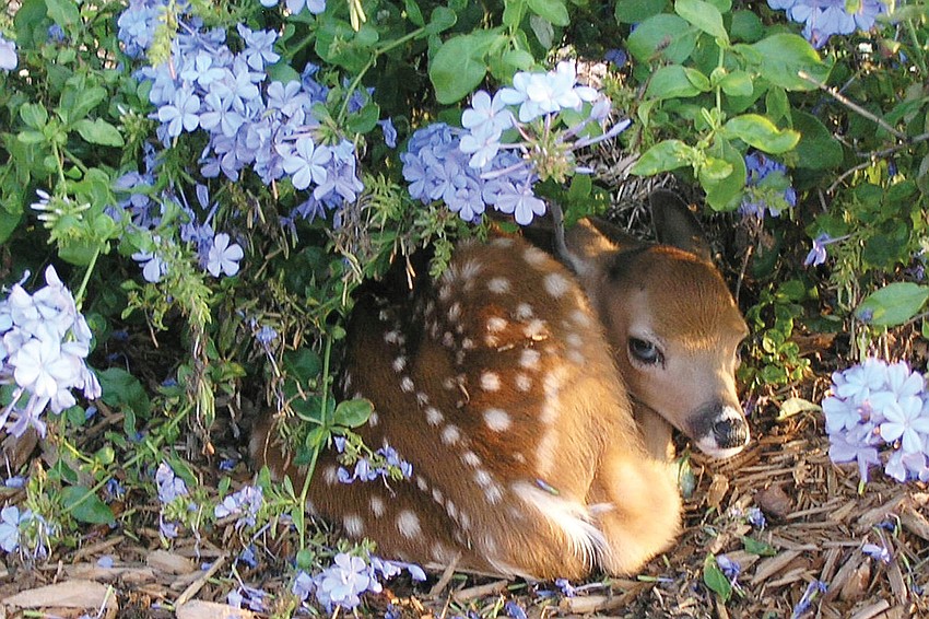 Country Club of Lakewood Ranch residents Bob and Karol Borkowski caught a glimpse of this precious fawn tucked into the base of a blooming plumbago. Published Aug. 25, 2011.