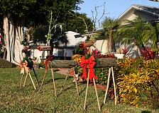 Santa's reindeer have already started their holiday vacation by taking over the lawn of 536 Ketch Lane on Longboat Key.