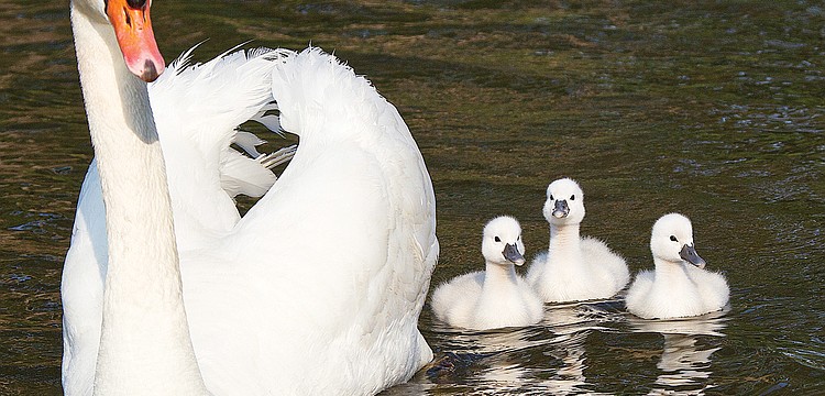 Stan led his three cygnets for a swim in May around the Harbour Links pond.