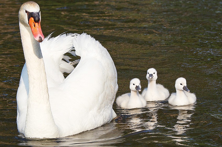 Stan led his three cygnets for a swim in May around the Harbour Links pond.
