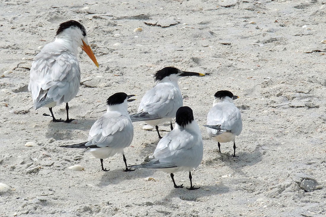 Fran Palmeri took this photo of a royal tern family on Siesta Key Beach.