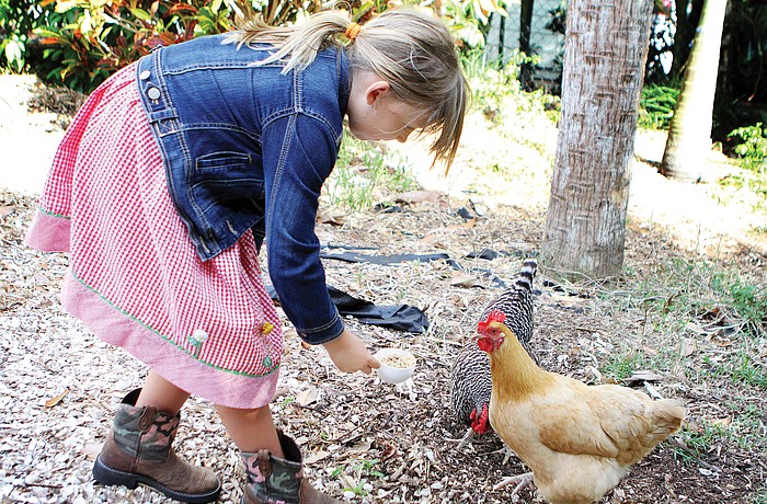 Abigail Swindell fed Gertrude and Margilow in May at her home in Sarasota. CLUCK is a group that has lobbied for urban chicken keeping throughout the county.