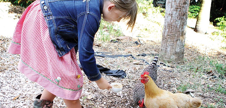 Abigail Swindell fed Gertrude and Margilow in May at her home in Sarasota. CLUCK is a group that has lobbied for urban chicken keeping throughout the county.