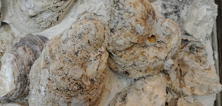 The Half Shell Oyster House, 1991 Main Street, will host its soft opening (dinner only) Monday, Jan. 9. The restaurant officially opens Jan. 10 with lunch and dinner service.