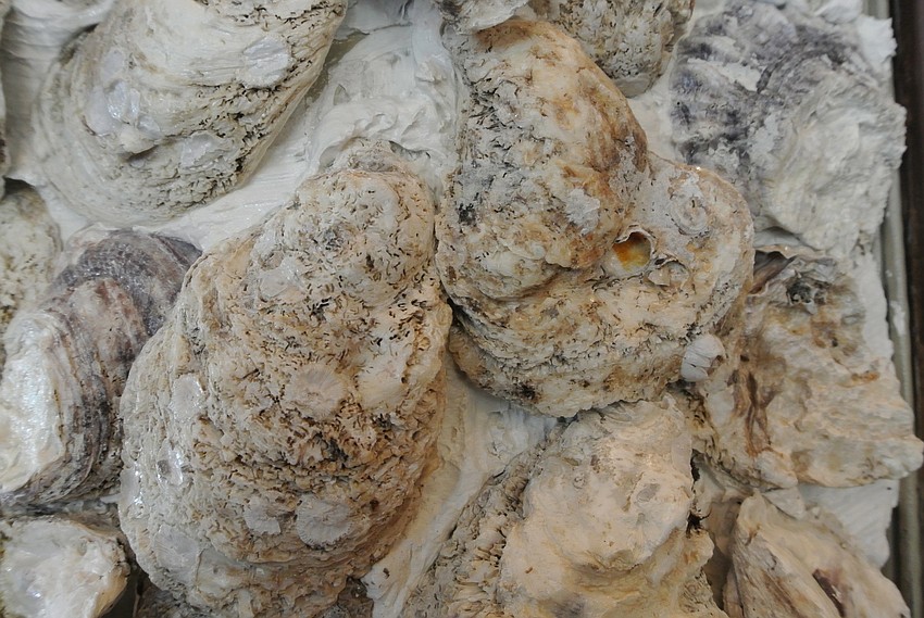 The Half Shell Oyster House, 1991 Main Street, will host its soft opening (dinner only) Monday, Jan. 9. The restaurant officially opens Jan. 10 with lunch and dinner service.