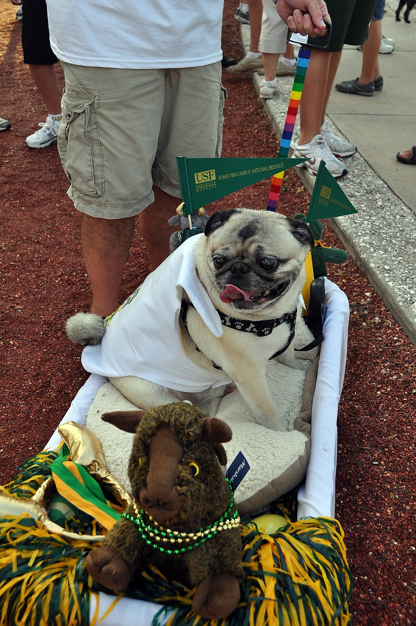 Toby, 6, rode in style as part of the USF walking team.