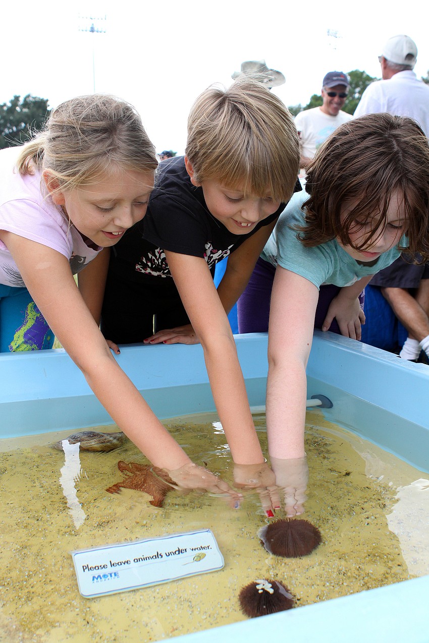Bailey Brooks, 9, Madison Brooks, 9, and Catherine Anderson, 9, touch some sea creatures from MOTE during the 21st annual Sarasota Blues Fest, Saturday, Nov. 5, out by Ed Smith Stadium.