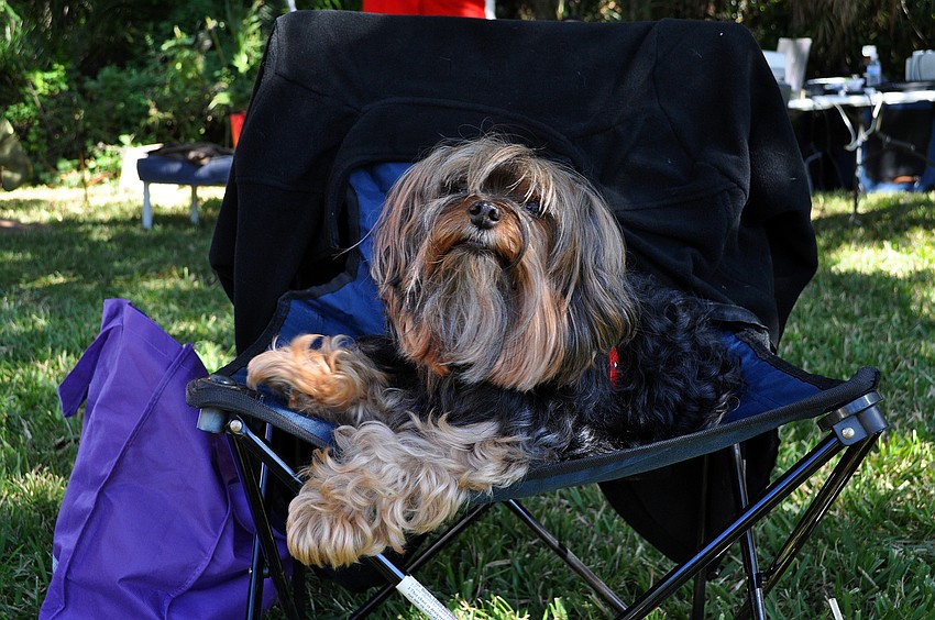 Coco, 12, got a prime seat in the shade, Saturday, Nov. 12, at Golden Fest out at Historic Spanish Point Park.