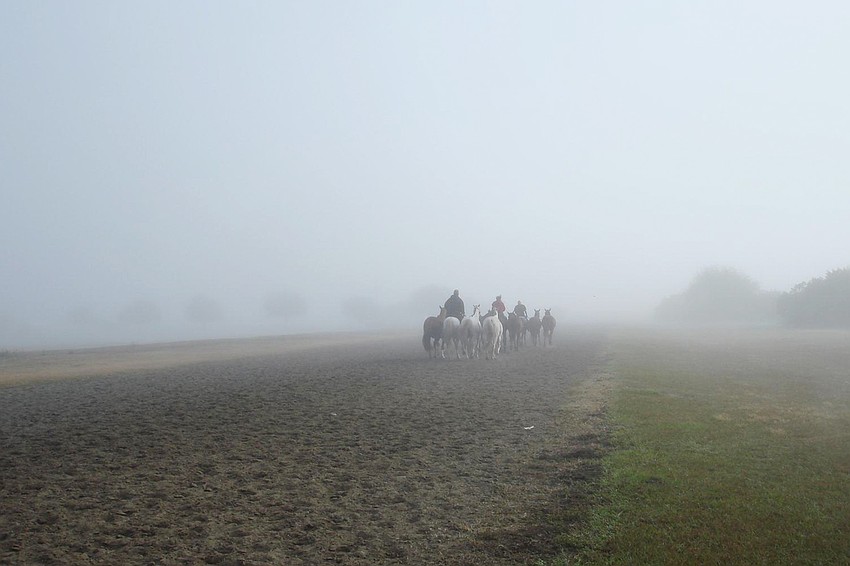 Limited Visibility: Sylvia McNichol took this photo on a foggy morning at the Sarasota Polo Club.