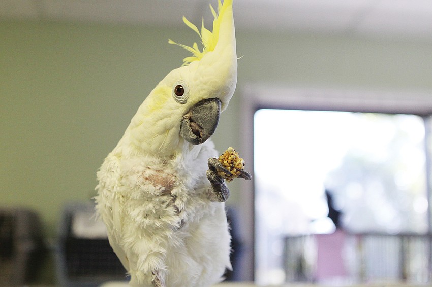 Baby, a cockatoo, enjoyed a treat in March at the Save Our Seabirds bird sanctuary.
