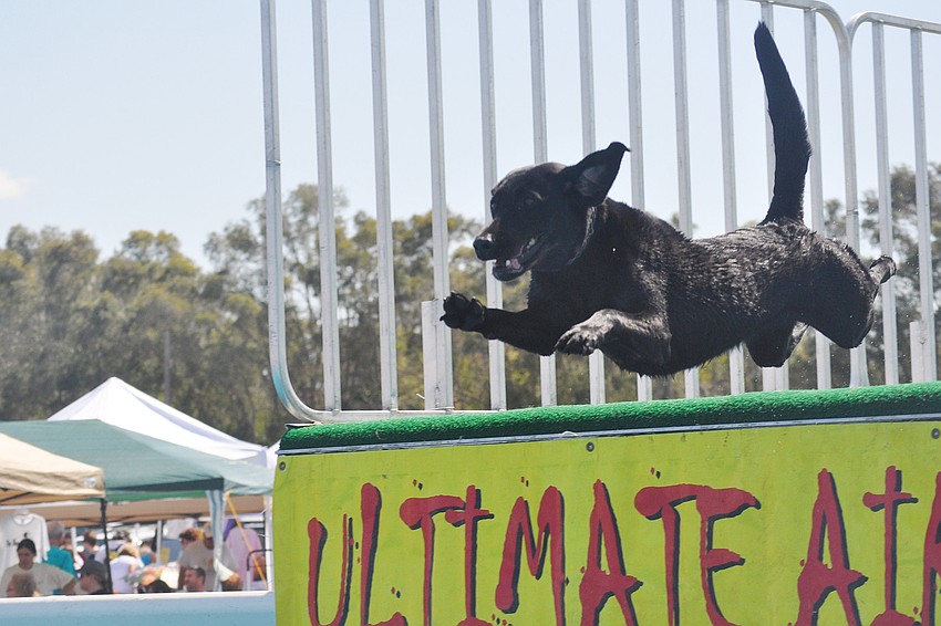 Midnight leaps into a pool of water at the February Celebration of Pets at the Sarasota Fairgrounds.