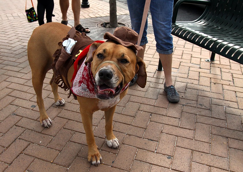 The Forrarâ€™s dog was a good sport and wore a cowboy dog costume.