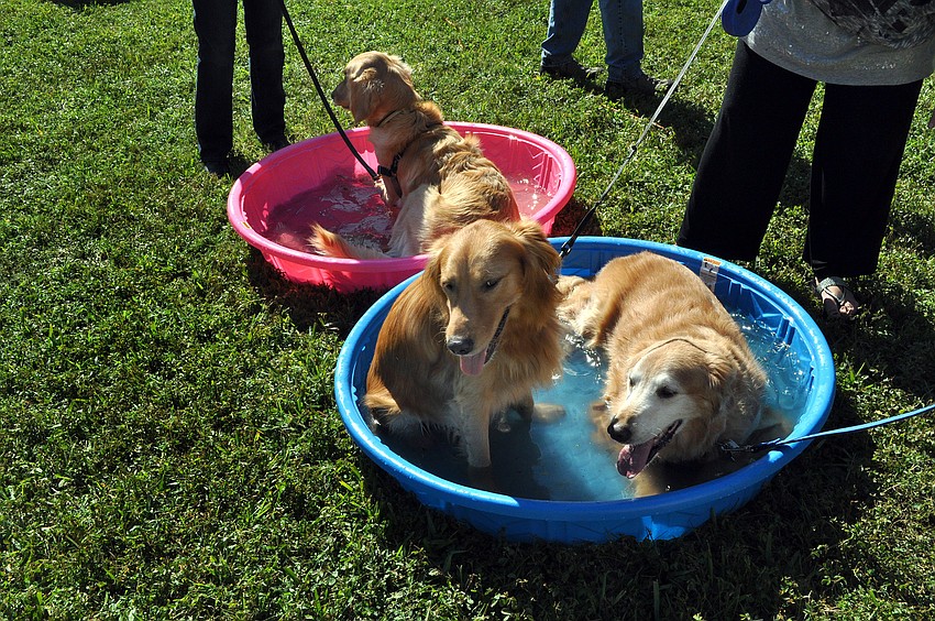 Bentley, 1 1/2, Dimples, 3, and Solomon, 11, enjoy getting cool in the kiddie pools.