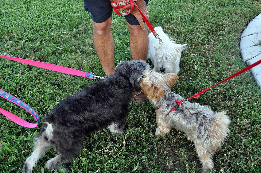Emmy Lou, 3, Shaggy, 2, and Scooby, 10.