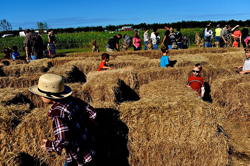 Children of all ages enjoyed making their way through the corn maze.
