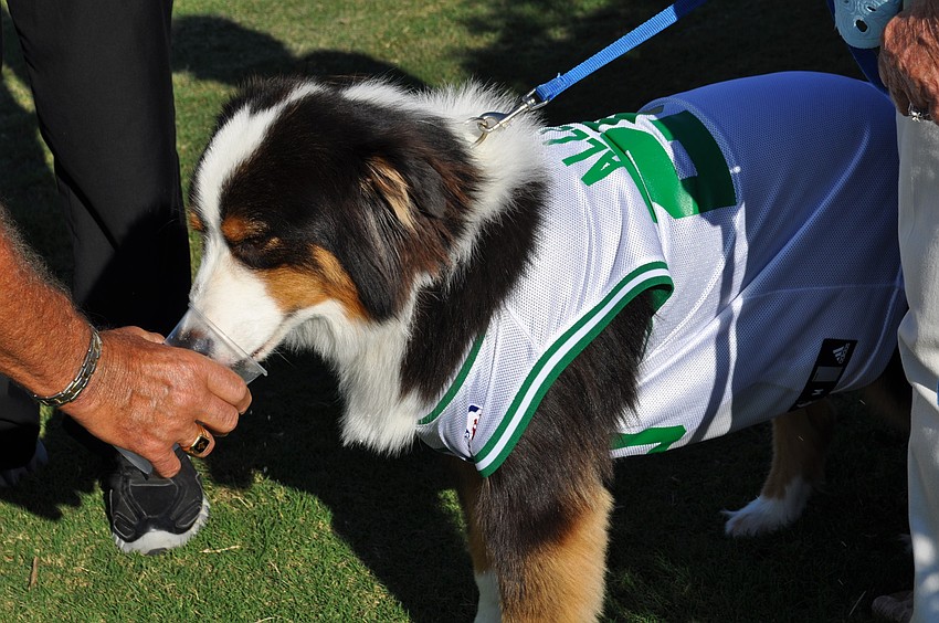 Colby licks up some water after his lap in the dog parade.