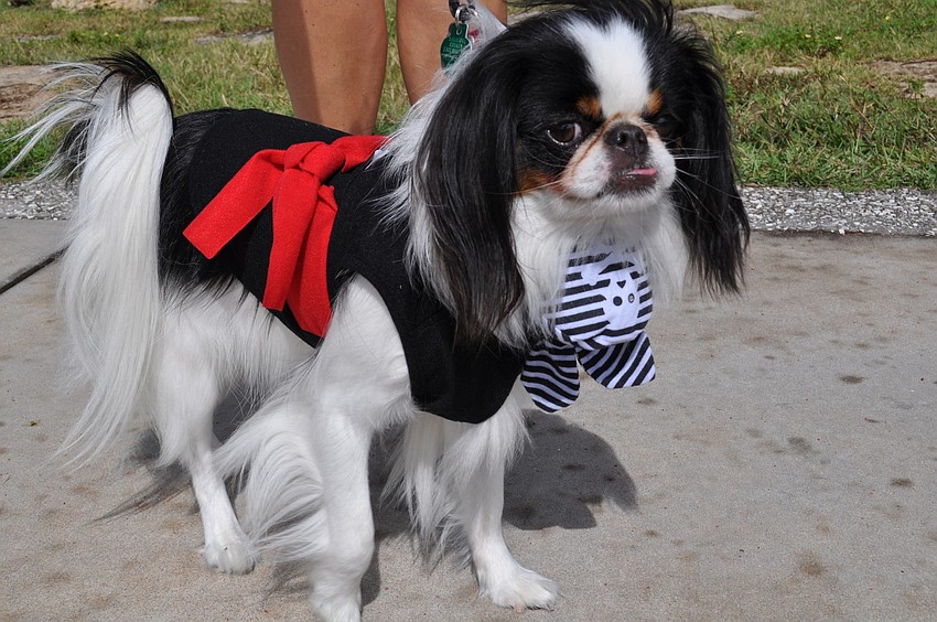 Gizmo was a pirate for Halloween.