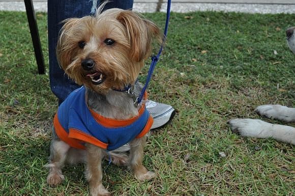 Tebow won second place for his turtle costume, which is missing from this photo because he wasn't too fond of it. Photo by Loren Mayo.