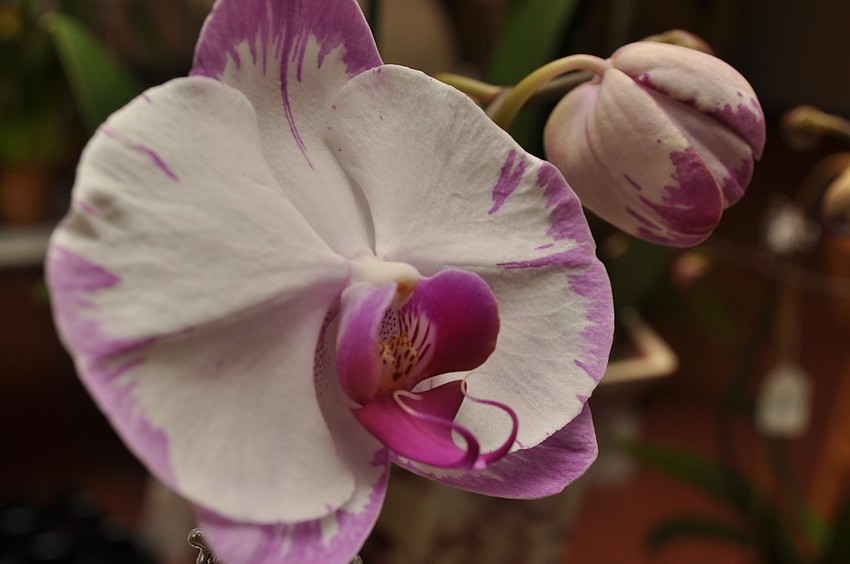 Orchid sold by Doris â€œThe Orchid Ladyâ€