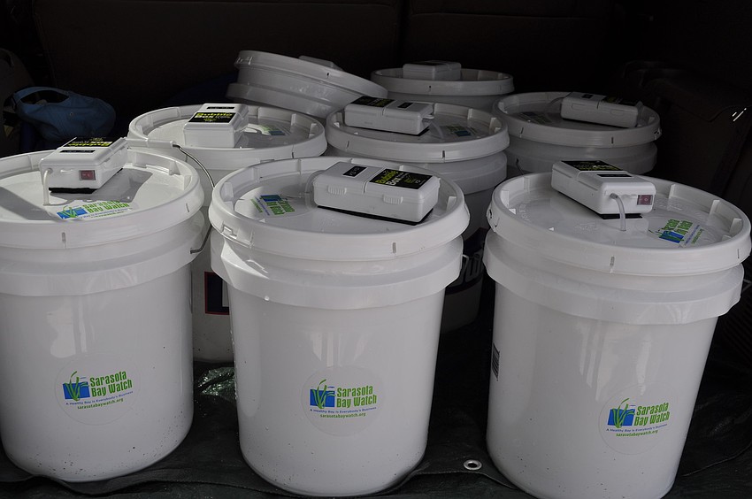 Six buckets totaling three-to-four million baby scallops were dumped in different locations around the bay