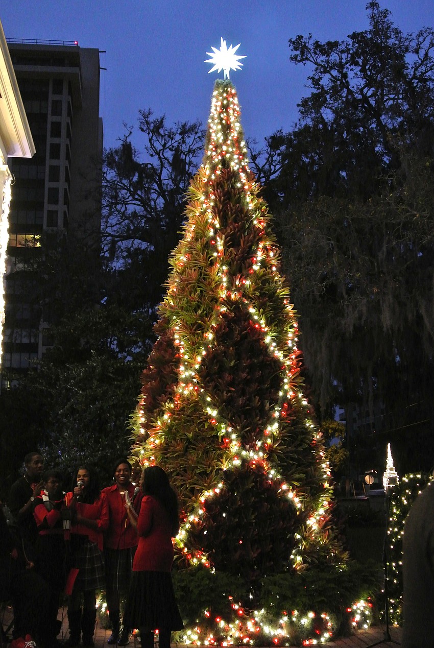 The tree is 20 feet tall.
