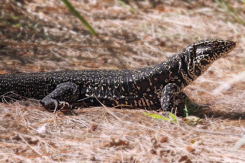 Key wildlife photographer Tatiana Staats shot this photo of an unwanted Key critter, a golden tegu.