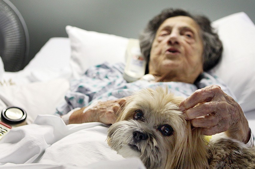 Yolanda Vodila enjoyed Parkerâ€™s company while she rested in her hospital room. Parker is part of the Sarasota Memorial Hospital pet-therapy program.