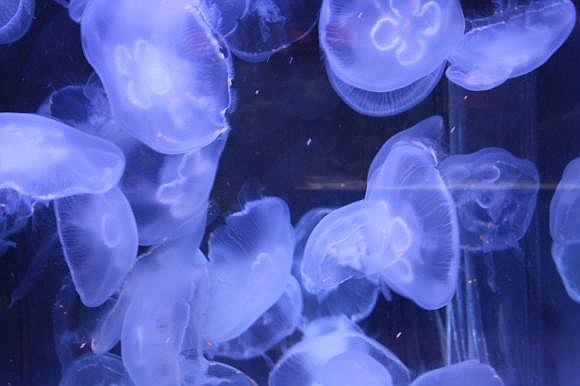 The Jellyfish at Mote Aquarium eat their breakfast. Photo by Mallory Gnaegy