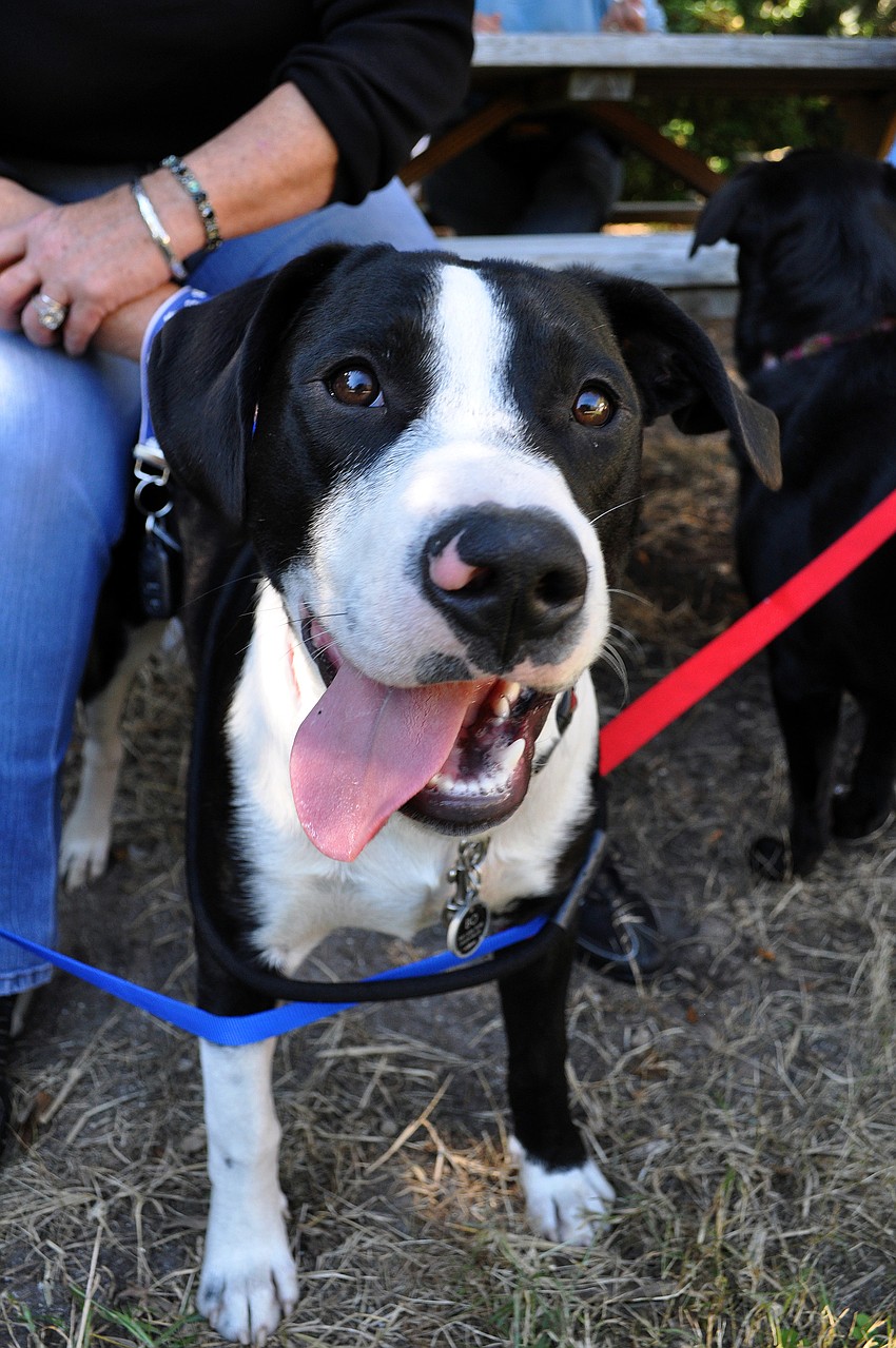 Bobo, 4 mos., was found and rescued in the woods of Tennessee.