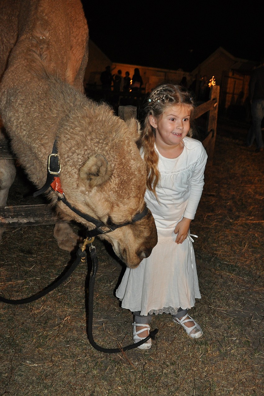 Maggie Yerkes, 5, was a little nervous about touching the camel.