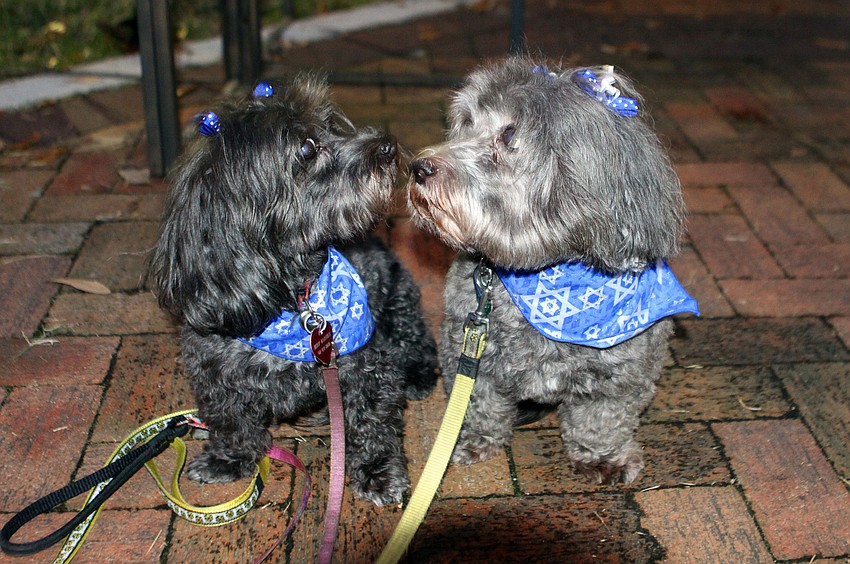 Bebop and Misty came dressed in their Chanukah best to A Taste of Chanukah, Tuesday, Dec. 20 at Five Points Park.