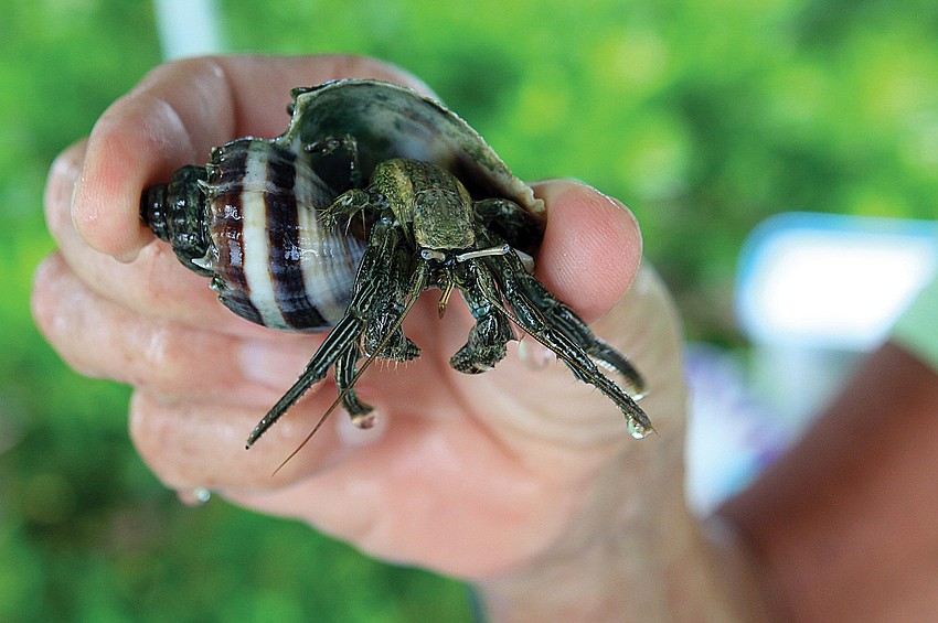 A hermit crab that was found in Sarasota Bay was on display in a water tank in September at National Estuaries Day in Ken Thompson Park.
