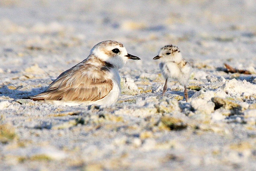Six snowy plovers made it to the fledgling stage on county beaches,including Siesta; that meant they could fly away on their own.