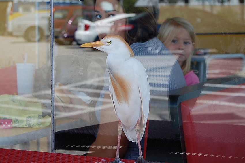 The cattle egret appeared to try to guilt customers inside a McDonald's into feeding it by staring at them through the window. The restaurant owner hung up a sign asking customers not to feed the egret, because it would die if fed an unnatural diet.