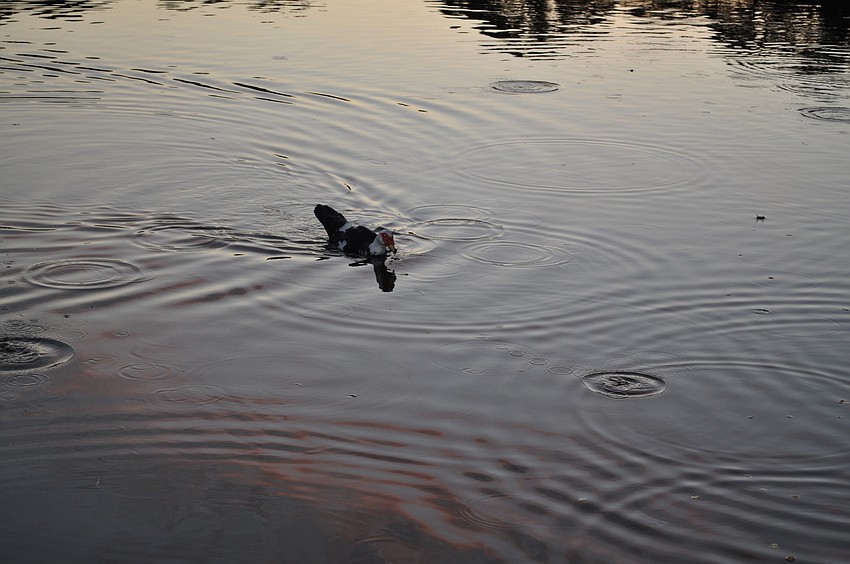 A duck takes advantage of the Tashlich service and eats 