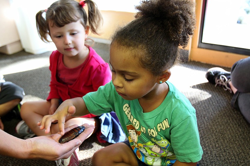 Franki Magnotti pets the Madagascar hissing cockroach held by GWiz's Jennifer Holt, Tuesday, Oct. 25, at St. Boniface Preschool.