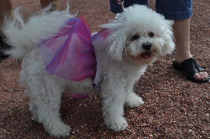 Minnie is a fairy princess for Halloween.
