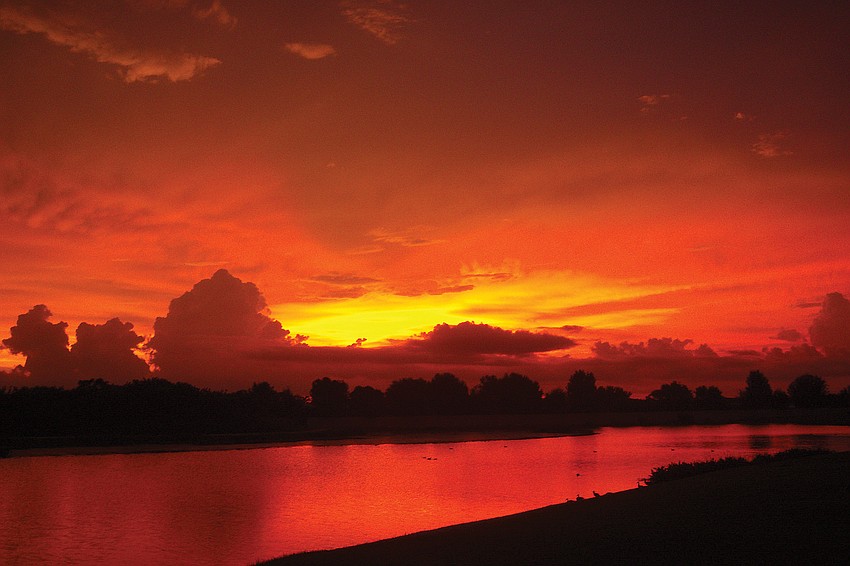 Scarlet Stunner: Curt Vellenga took this photo last March from his backyard in the Lexington subdivision in Parrish.